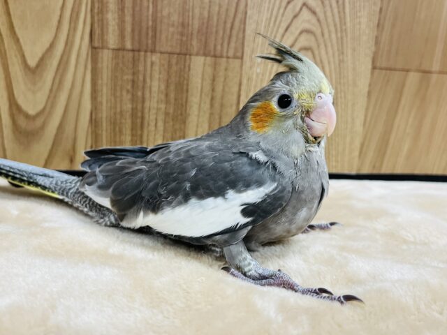 オカメインコ
