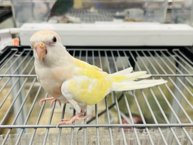 アキクサインコ（秋草インコ）