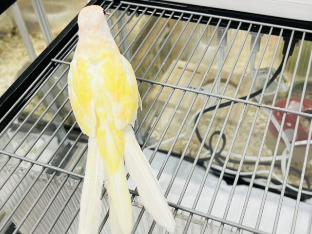 あわてず、動じず ゆるゆると~~ アキクサインコ ルチノー~~ アキクサインコ(秋草インコ)