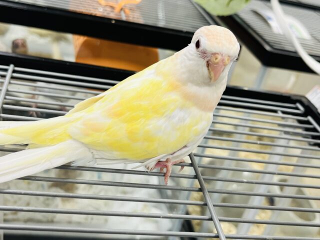 アキクサインコ（秋草インコ）