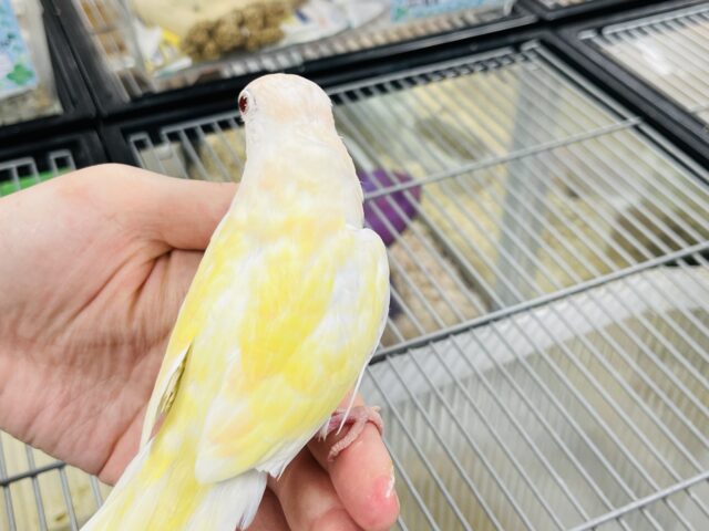 あわてず、動じず ゆるゆると~~ アキクサインコ ルチノー~~ アキクサインコ(秋草インコ)