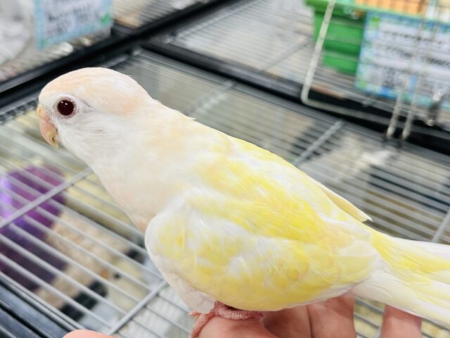 あわてず、動じず ゆるゆると~~ アキクサインコ ルチノー~~ アキクサインコ(秋草インコ)