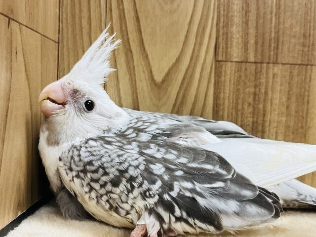 オカメインコ