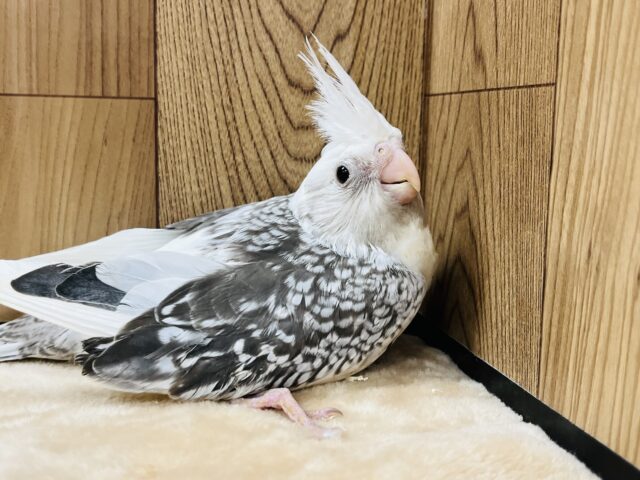 オカメインコ