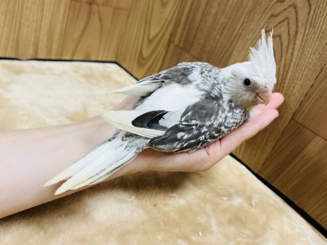 オカメインコ