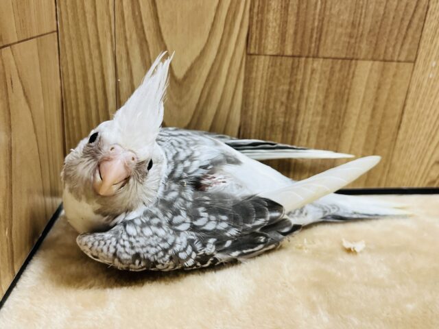 オカメインコ