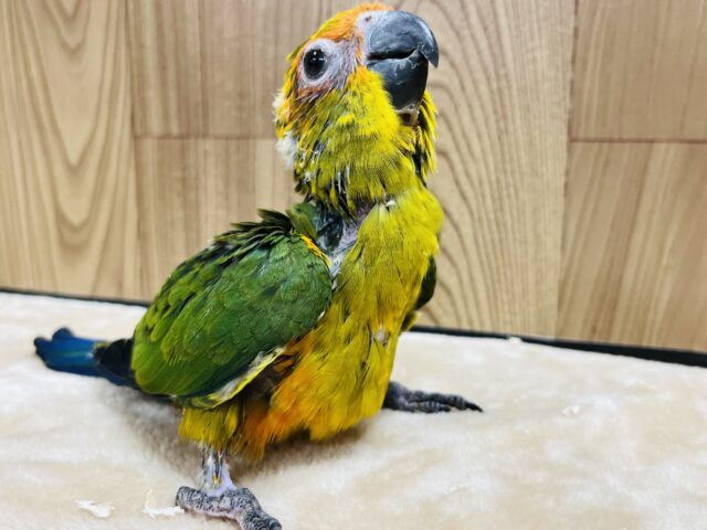 コガネメキシコインコ