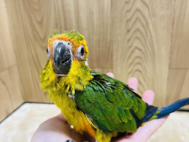 コガネメキシコインコ