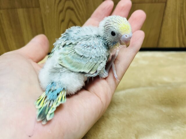 セキセイインコ