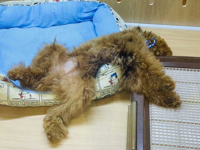 一目惚れ間違いなし!トイプードルくん! トイプードル