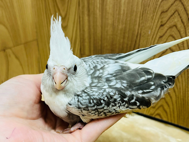 オカメインコ