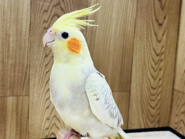 オカメインコ