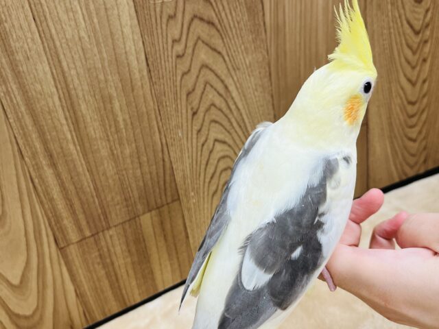オカメインコ