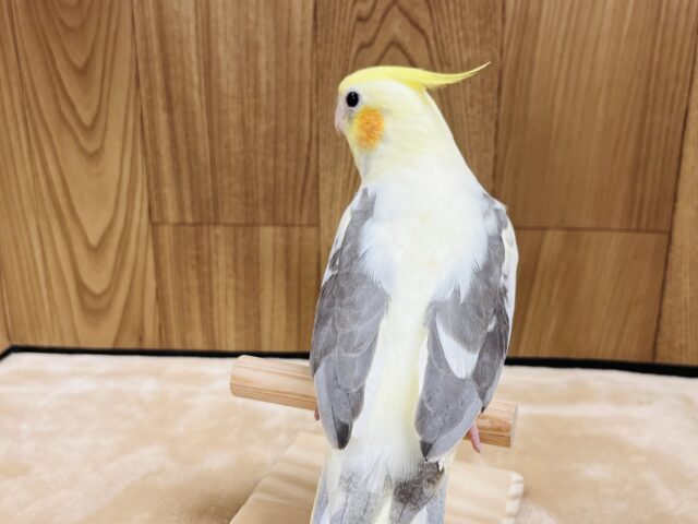オカメインコ