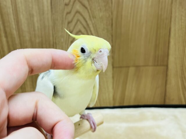 オカメインコ