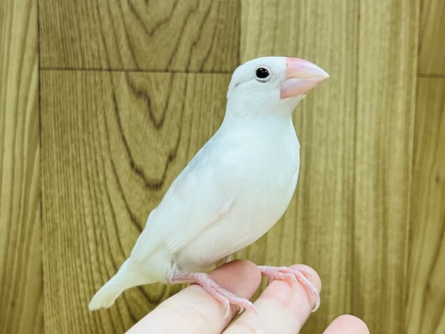 白文鳥
