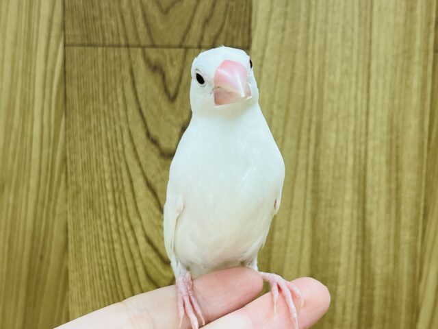 白文鳥