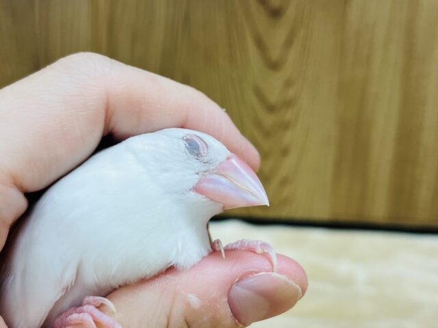 白文鳥