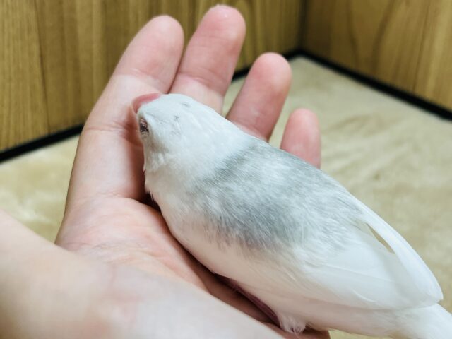 白文鳥
