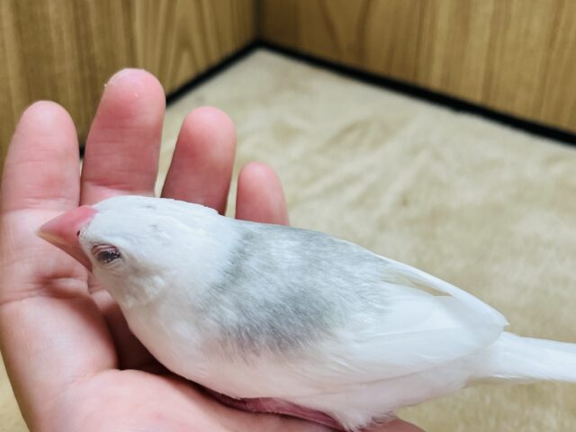 白文鳥