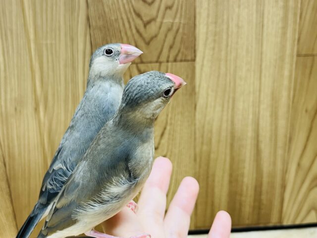 桜文鳥