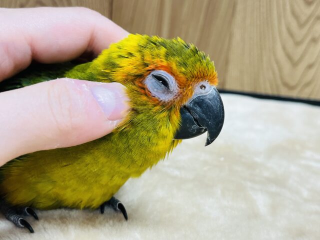 コガネメキシコインコ