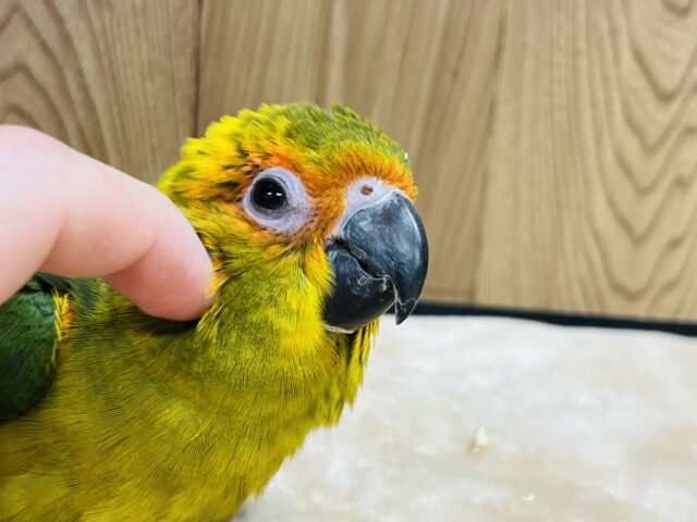 コガネメキシコインコ