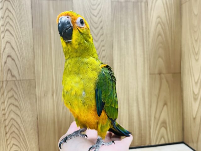 コガネメキシコインコ