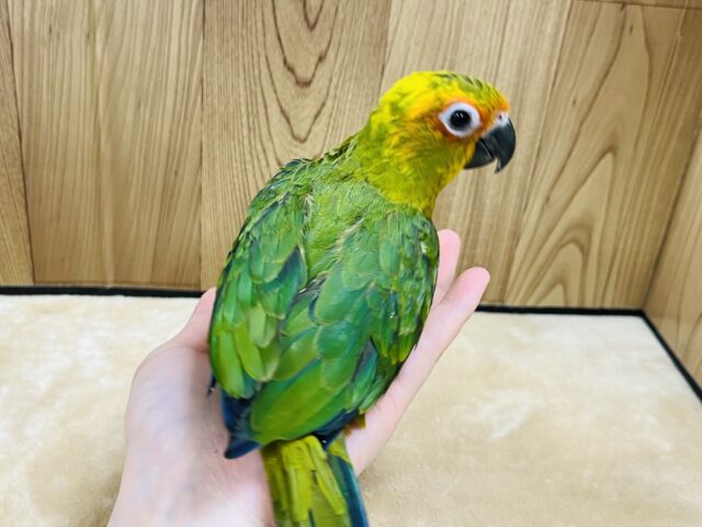 コガネメキシコインコ