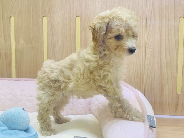 トイプードル