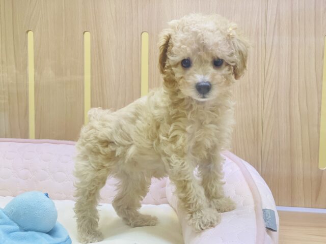 トイプードル