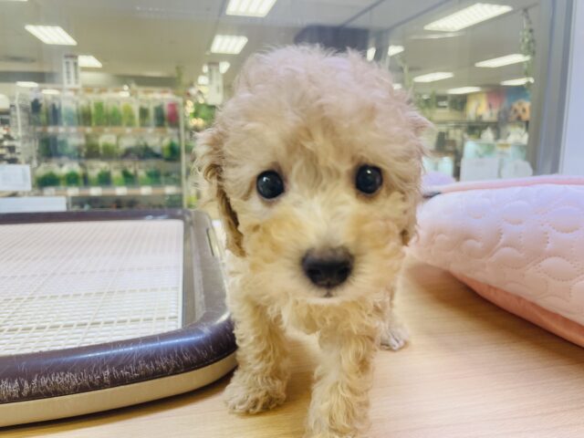 トイプードル