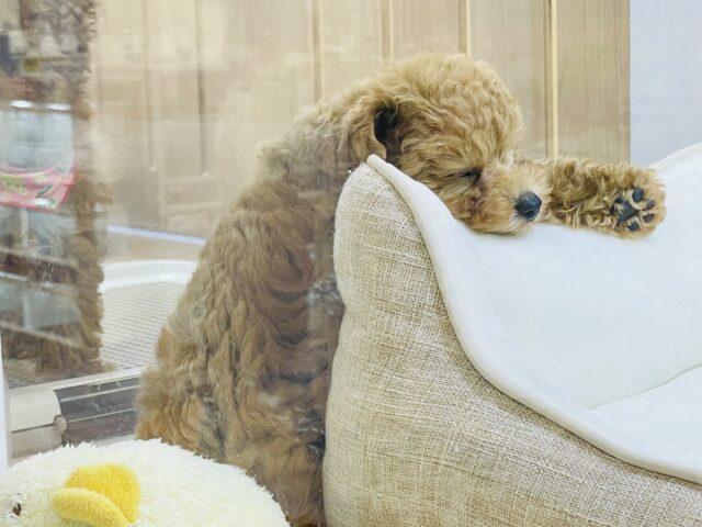 元気いっぱい!トイプードルの男の子! トイプードル