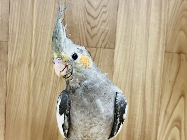 オカメインコ