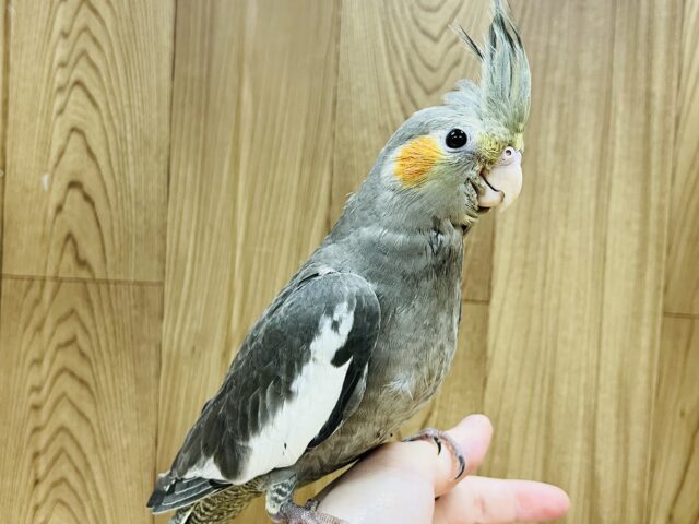 オカメインコ