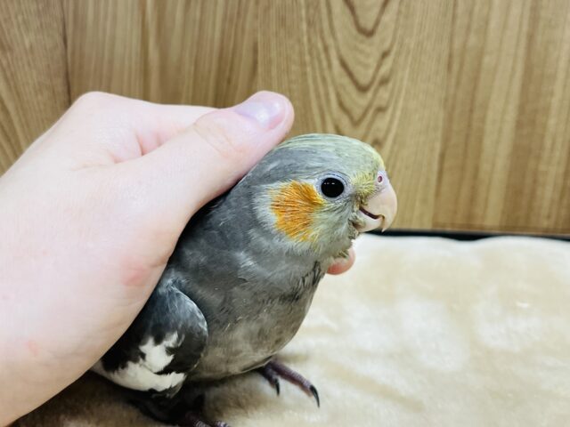 オカメインコ