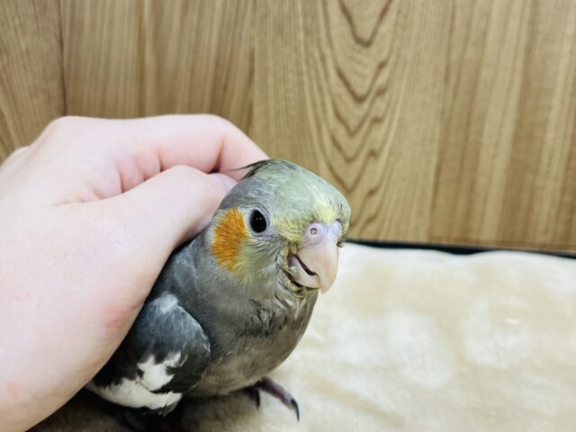 オカメインコ