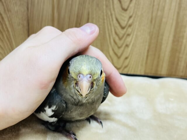オカメインコ