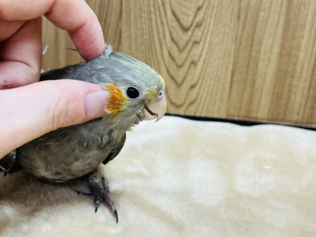 オカメインコ