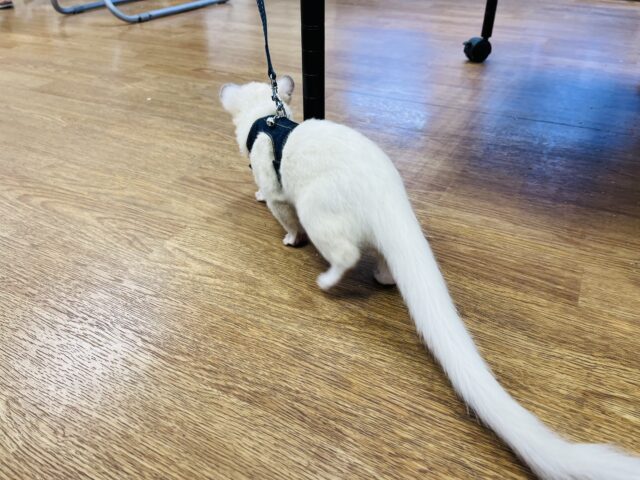 パームシベット（ジャコウネコ）