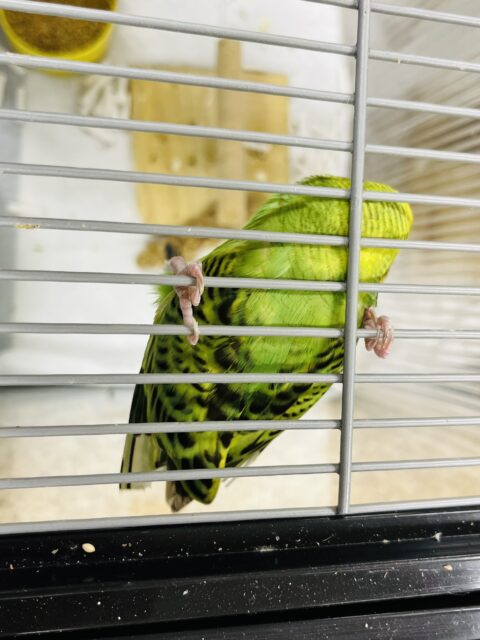 セキセイインコ