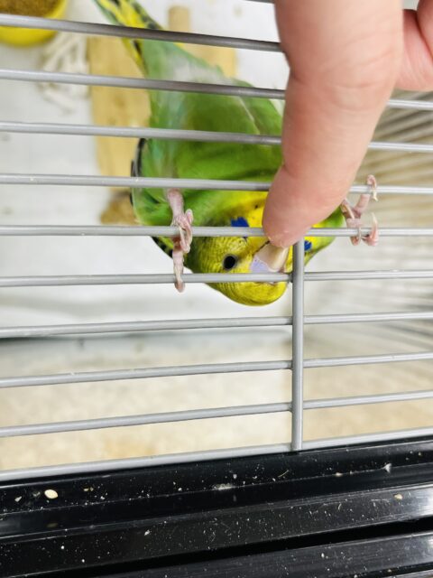 セキセイインコ