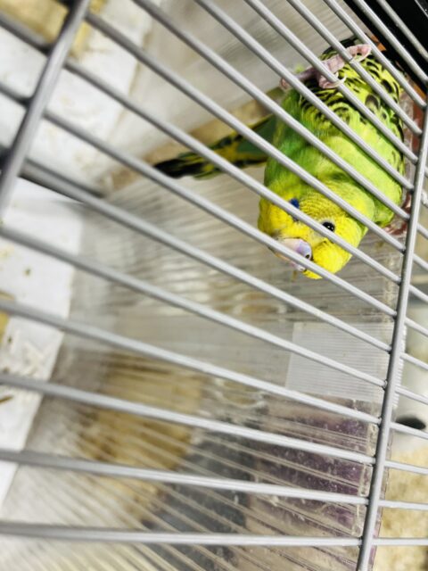 セキセイインコ