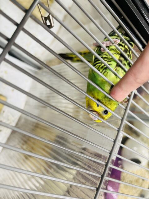 セキセイインコ