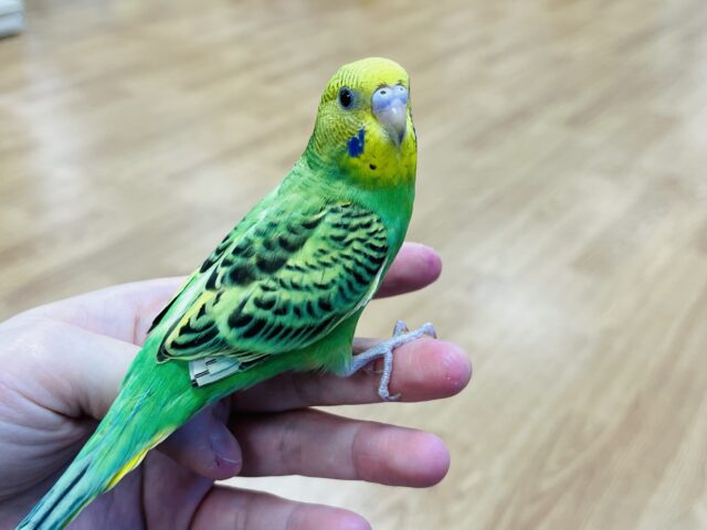 セキセイインコ