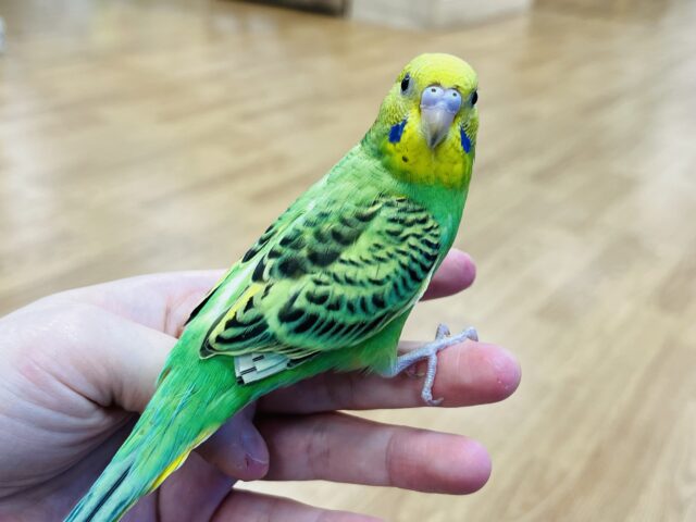 セキセイインコ