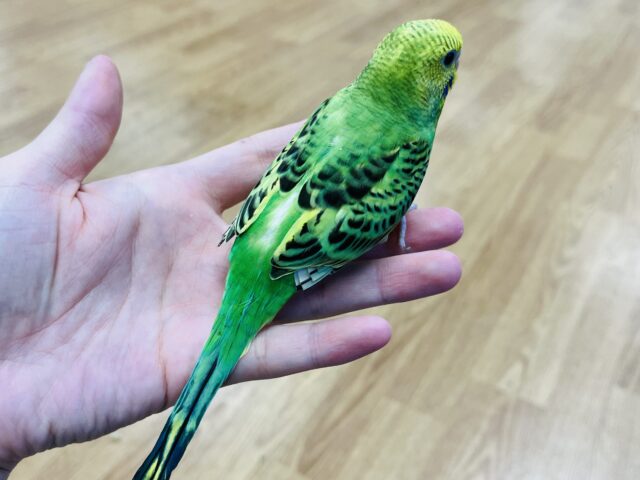 セキセイインコ