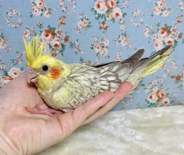 オカメインコ