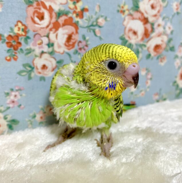 セキセイインコ