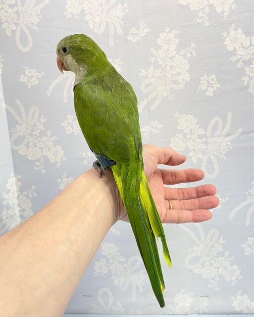 抹茶ちゃん🍵オキナインコ (グリーン) 2023年4月生まれ オキナインコ